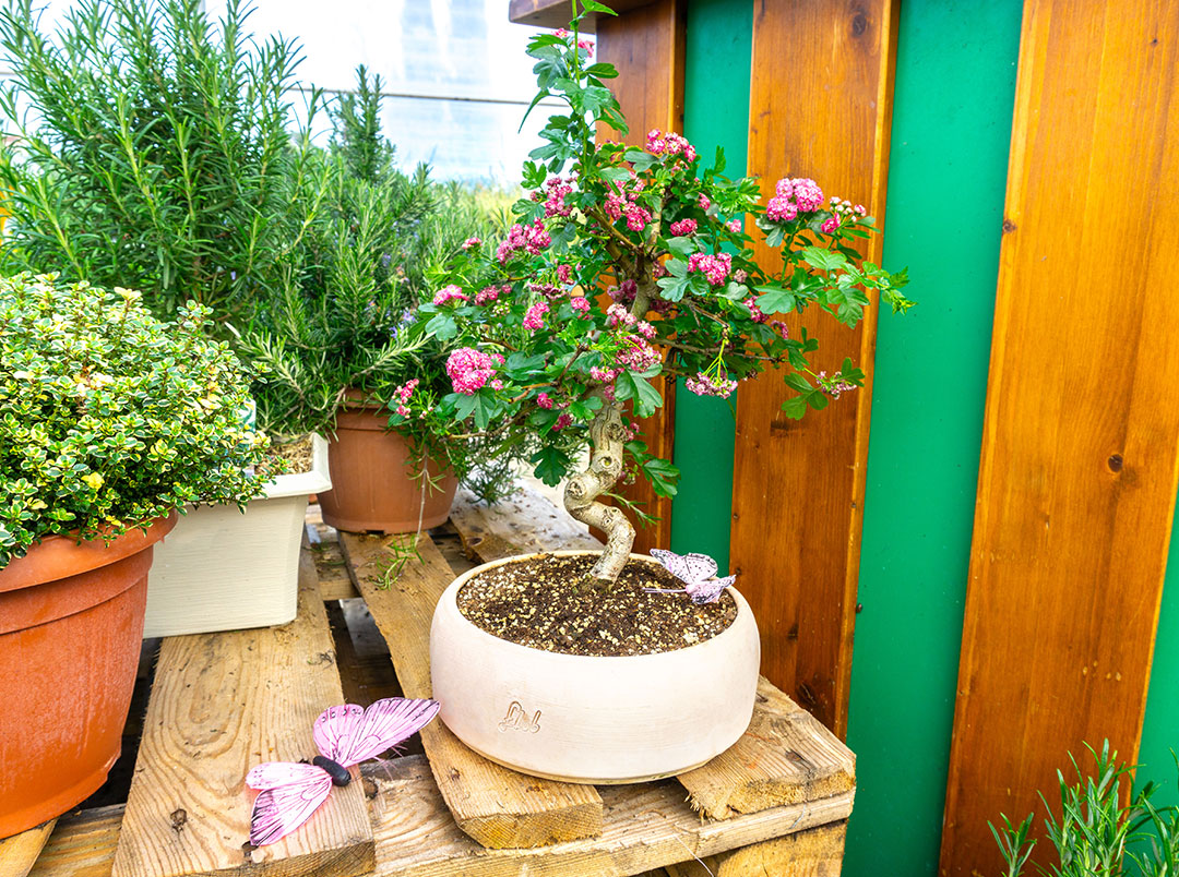 Bonsai di biancospino crataegus fiorito